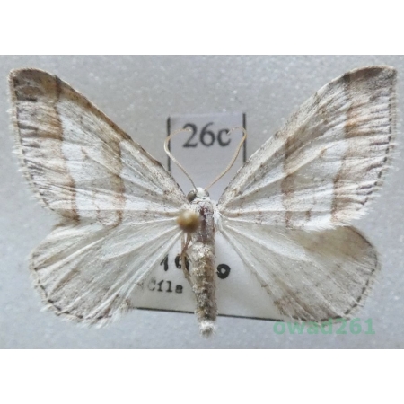 Mesotype parallelolineata (Retzius, 1783) Czech26c